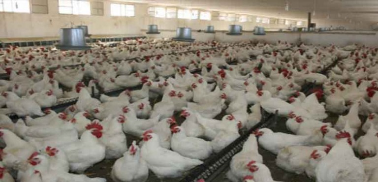 هام بشأن نفوق أعداد كبيرة من الدجاج بالمغرب بسبب السالمونيلا والميكوبلازم